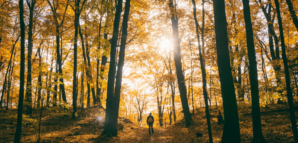 Recollection Year A November